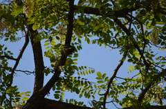 Certhia brachydactyla