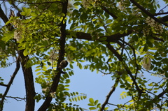 Certhia brachydactyla