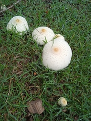Chlorophyllum