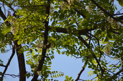 Certhia brachydactyla