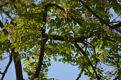 Certhia brachydactyla