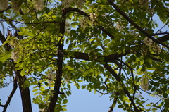 Certhia brachydactyla