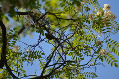 Certhia brachydactyla