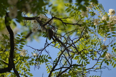 Certhia brachydactyla