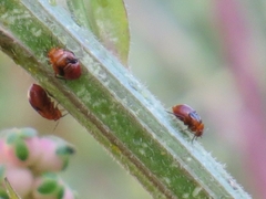 Strongylocoris amabilis