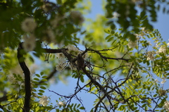 Certhia brachydactyla
