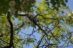 Certhia brachydactyla