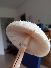 Chlorophyllum