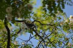 Certhia brachydactyla