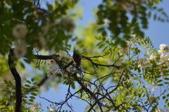 Certhia brachydactyla