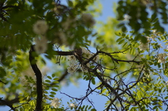 Certhia brachydactyla