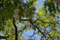 Certhia brachydactyla