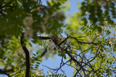 Certhia brachydactyla