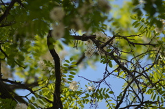 Certhia brachydactyla
