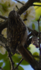 Certhia brachydactyla