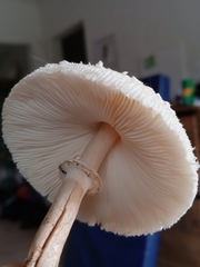 Chlorophyllum