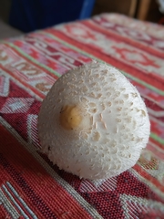Chlorophyllum