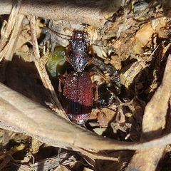 Trymosternus onychinus
