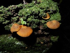 Heimiomyces velutipes