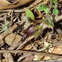 Trymosternus onychinus