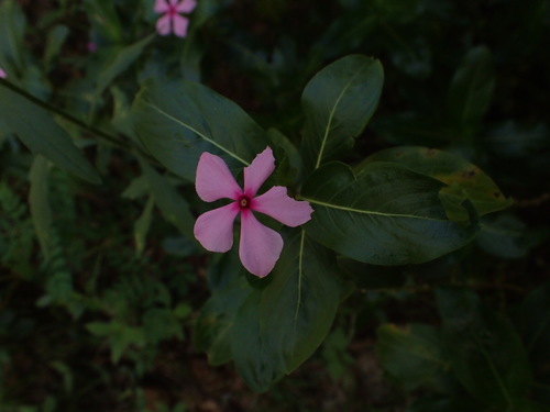 Catharanthus roseus image