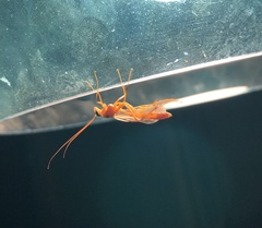 Labeninae