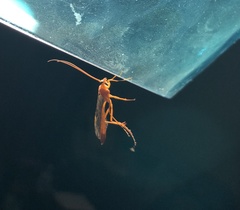 Labeninae