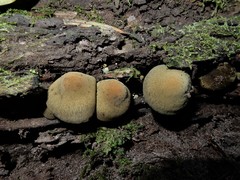 Heimiomyces velutipes