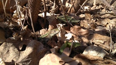 Lacerta agilis