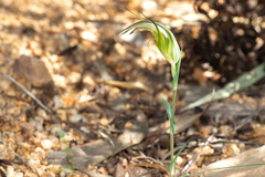 Pterostylis ampliata
