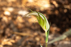 Pterostylis ampliata