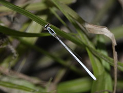 Agriocnemis argentea