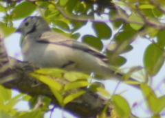 Motacilla alba