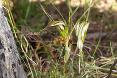 Pterostylis ampliata