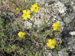 Fumana arabica