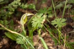 Pterostylis ampliata