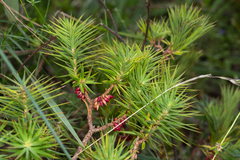 Melichrus erubescens