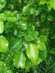 Pyrus bourgaeana