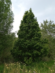Pyrus bourgaeana