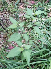 Solanum americanum