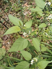 Solanum americanum