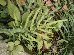 Pteris multifida