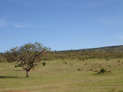 Kigelia africana image