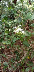 Jasminum malabaricum