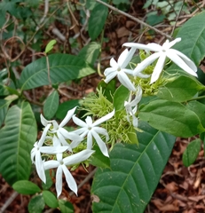 Jasminum malabaricum