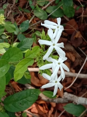 Jasminum malabaricum