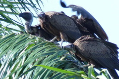 Necrosyrtes monachus