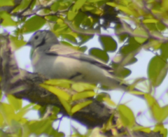 Motacilla alba