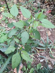 Solanum americanum