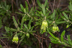 Leionema viridiflorum